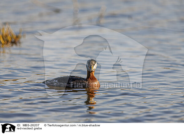 Rothalstaucher / red-necked grebe / MBS-26207