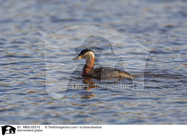 red-necked grebe / MBS-26210