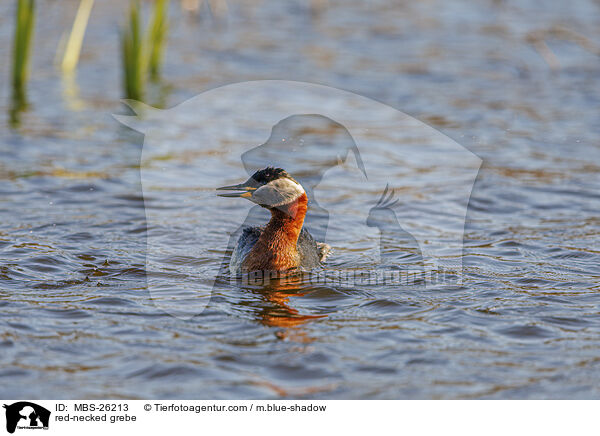 Rothalstaucher / red-necked grebe / MBS-26213