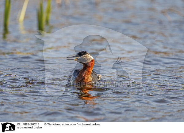 red-necked grebe / MBS-26213