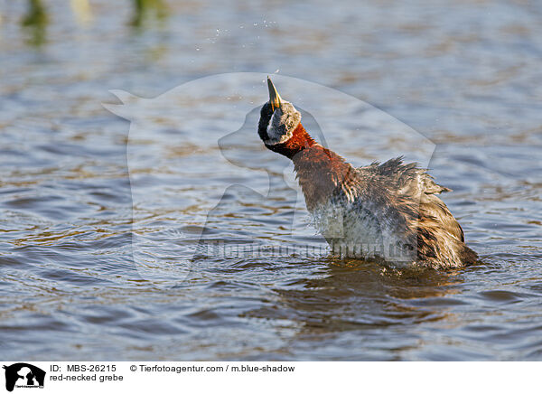 red-necked grebe / MBS-26215