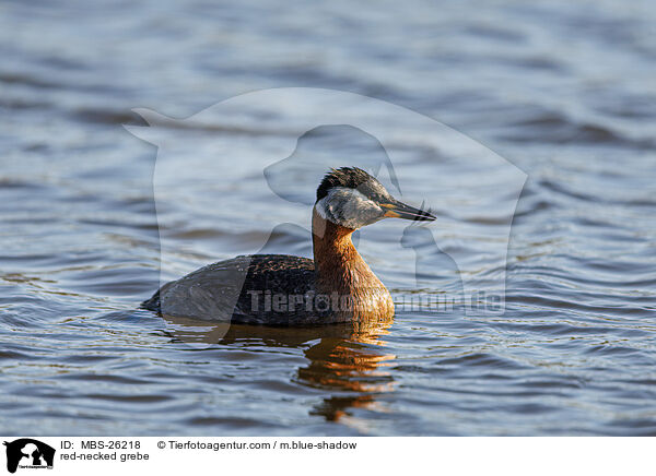 red-necked grebe / MBS-26218