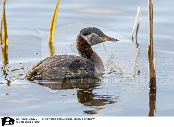 red-necked grebe / MBS-26220