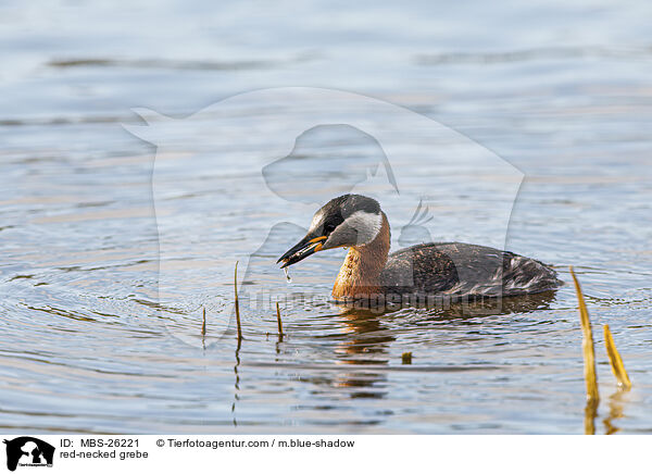 Rothalstaucher / red-necked grebe / MBS-26221