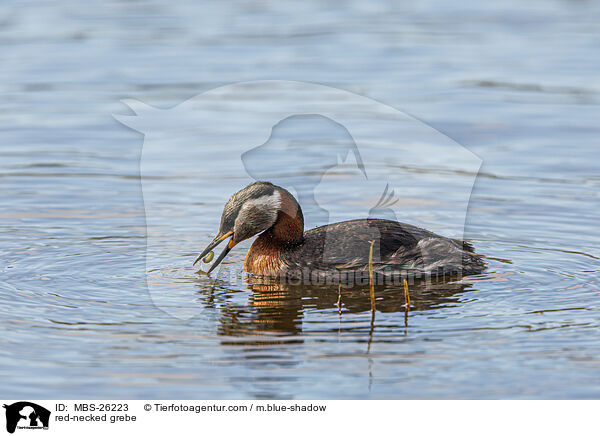 red-necked grebe / MBS-26223