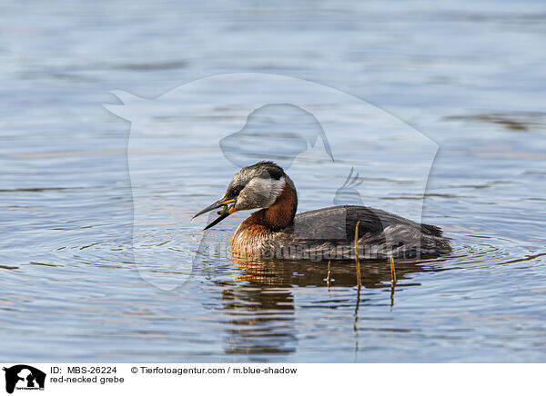 red-necked grebe / MBS-26224