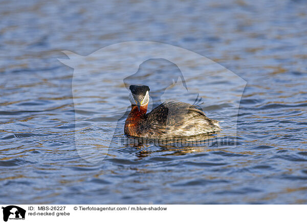 red-necked grebe / MBS-26227