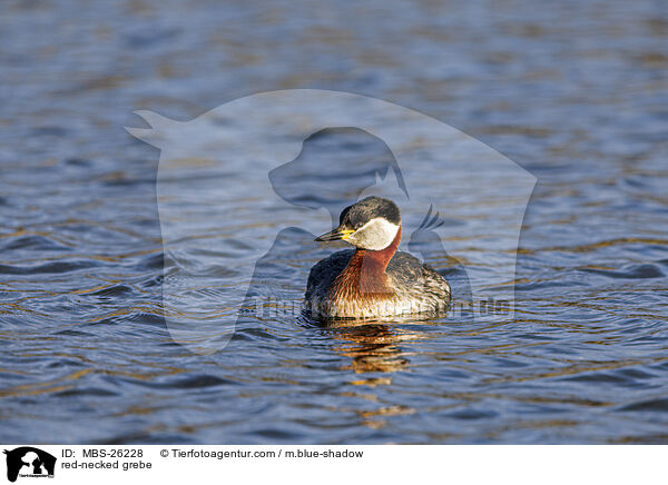 Rothalstaucher / red-necked grebe / MBS-26228