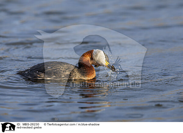 Rothalstaucher / red-necked grebe / MBS-26230