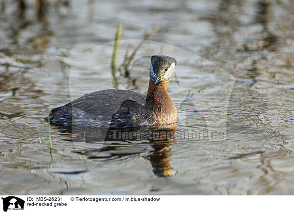 red-necked grebe / MBS-26231