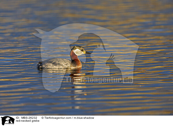 Rothalstaucher / red-necked grebe / MBS-26232