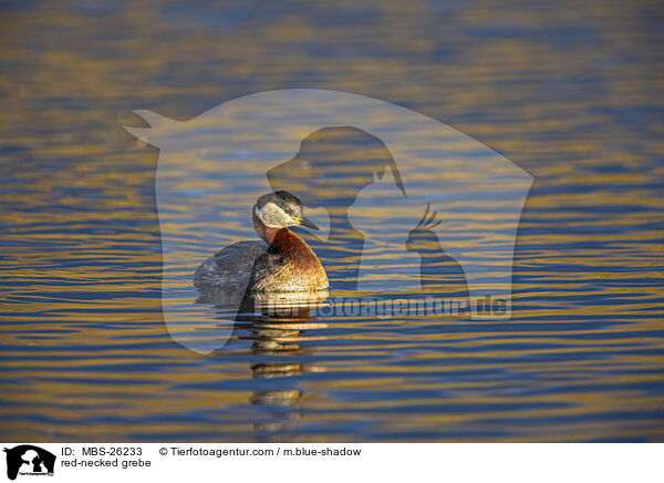 red-necked grebe / MBS-26233