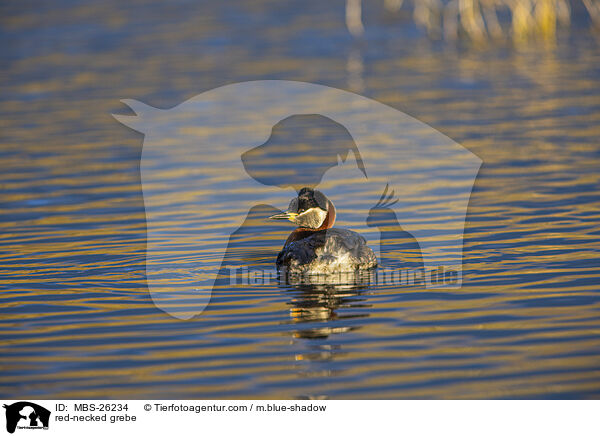 red-necked grebe / MBS-26234
