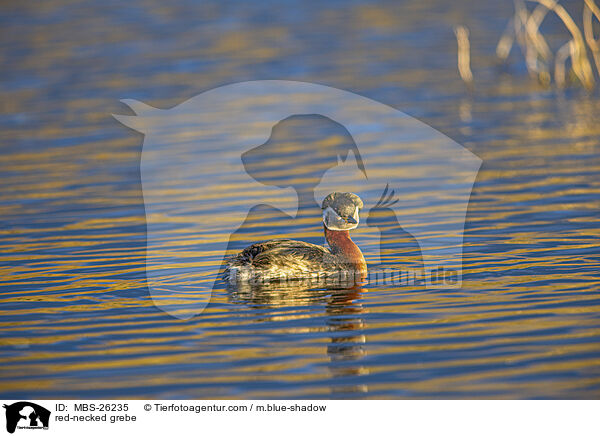 red-necked grebe / MBS-26235