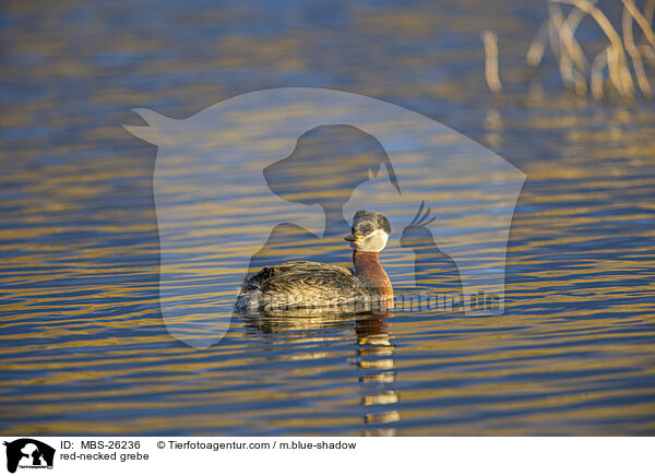 red-necked grebe / MBS-26236