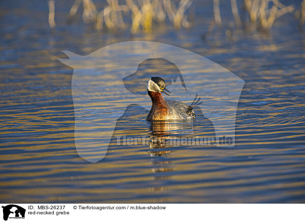 red-necked grebe / MBS-26237