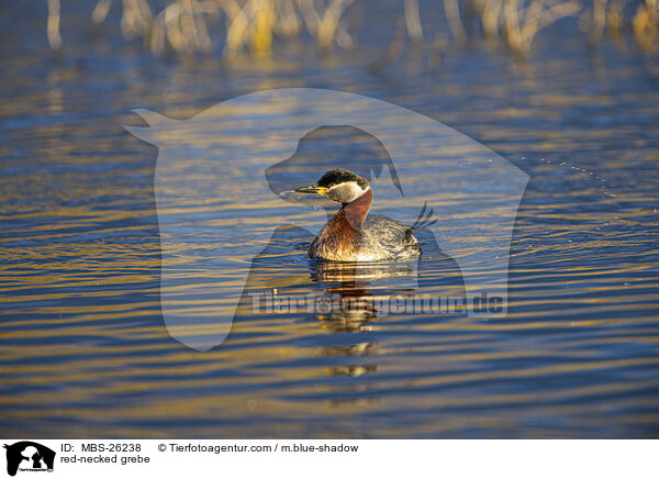 red-necked grebe / MBS-26238