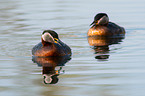 red-necked grebes