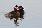 red-necked grebes