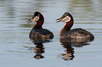 red-necked grebes