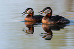 red-necked grebes