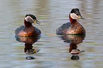 red-necked grebes