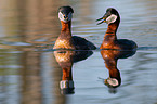 red-necked grebes