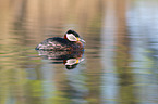 red-necked grebe