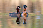 red-necked grebes