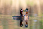 red-necked grebes