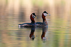 red-necked grebes