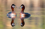 red-necked grebes