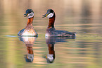 red-necked grebes