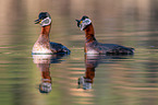 red-necked grebes