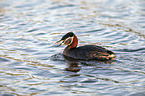 swimming Red-necked Grebe
