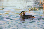 swimming Red-necked Grebe