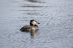 swimming Red-necked Grebe