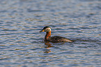 red-necked grebe