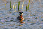 red-necked grebe