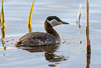 red-necked grebe