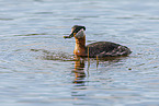 red-necked grebe