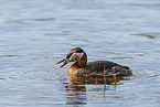 red-necked grebe