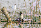 red-necked grebes