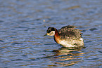 red-necked grebe