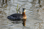 red-necked grebe