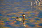 red-necked grebe