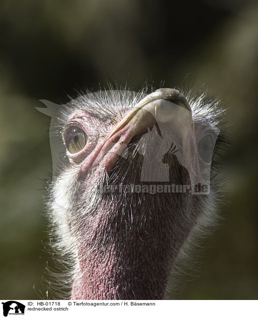 Nordafrikanischer Strau / rednecked ostrich / HB-01718