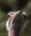 rednecked ostrich