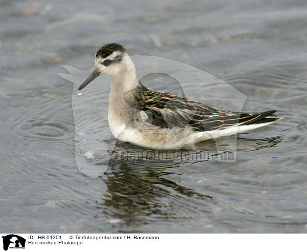 Red-necked Phalarope / HB-01301