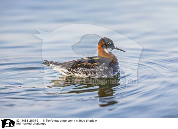 Odinshhnchen / red-necked phalarope / MBS-28075